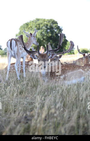 Ziemlich brach Rehe grasen im Royal Bushy Park, in Richmond, London, UK Stockfoto