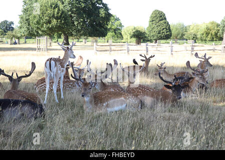 Ziemlich brach Rehe grasen im Royal Bushy Park, in Richmond, London, UK Stockfoto