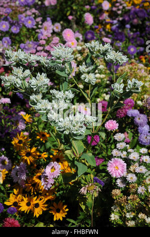 Euphorbia Marginata, Schnee auf dem Berg Stockfoto