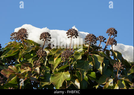 Hedera Helix, Efeu, Früchte mit Schnee Stockfoto