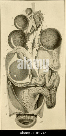 Die Entwicklung des Kükens; eine Einführung in die Embryologie (1908)