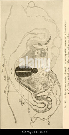 Die Entwicklung des Kükens; eine Einführung in die Embryologie (1908)
