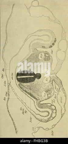 Die Entwicklung des Kükens - eine Einführung in die Embryologie (1936)