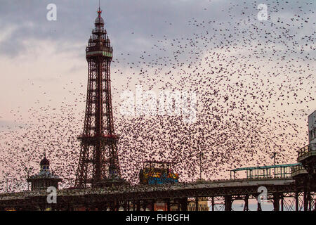 Vögel im Flug, in den Wolken Schwärme von Staren in Blackpool, Lancashire, UK fliegen. Starling murmuration bei Sonnenuntergang. Eine der großen birding Brillen der Winter ist die Stare "Vormontage Roost. Vor dem Sesshaftwerden für die Nacht, Herden dieser geselligen Vögel swoop herum bis es gibt eine enorme, wirbelnde schwarze Masse. Im Winter bis zu einer Million Vögel, Schwarm, swoop, Schieben, Schwenken und Drehen, Verschieben, wie man während der erstaunliche Luftakrobatik. Dieses Ballett in der Dämmerung ist eine pre-roosting Phänomen bekannt als starling murmuration. Stockfoto