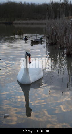 Schwan auf einem See mit Bild und Wolken im Wasser spiegeln Stockfoto