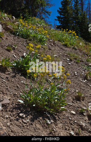 Wildblumen in der Nähe von LOBO Punkt, Höhe 7060 Füßen, auf der kontinentalen Wasserscheide - südlichen COLORADO Stockfoto