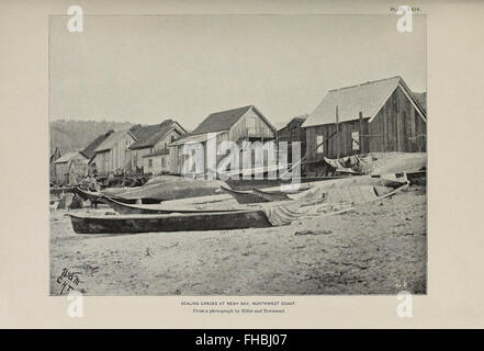 Die Seebären und Seebär Inseln der nördlichen Pazifik Stockfoto