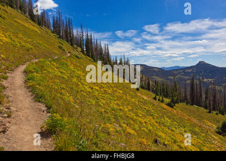 Der Trail in der Nähe von LOBO Punkt, Höhe 7060 Füßen, auf der Wasserscheide mit sterbenden Fichten Bäume - südlichen COLORADO Stockfoto