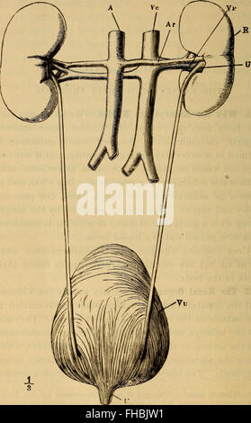 Der menschliche Körper. Ein Anfänger-Lehrbuch der Anatomie, Physiologie und Hygiene (1884) Stockfoto