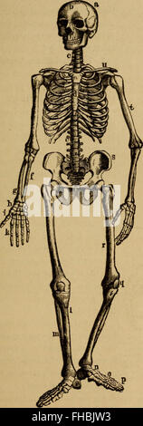 Der menschliche Körper. Ein Anfänger-Lehrbuch der Anatomie, Physiologie und Hygiene (1884) Stockfoto