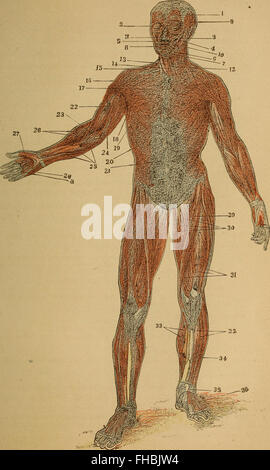 Der menschliche Körper. Ein Anfänger-Lehrbuch der Anatomie, Physiologie und Hygiene (1884) Stockfoto