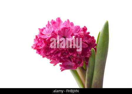 Rosa Hyazinthe auf weißem Hintergrund. Stockfoto