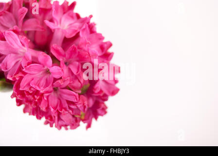 Rosa Hyazinthe auf weißem Hintergrund. Stockfoto