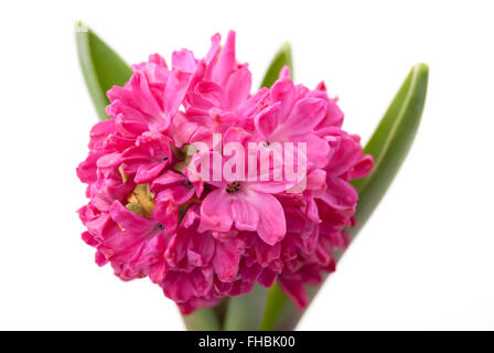 Rosa Hyazinthe auf weißem Hintergrund. Stockfoto