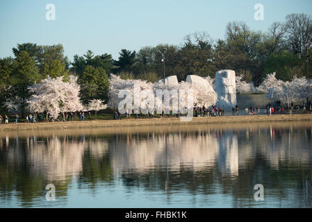 WASHINGTON DC, USA – Kirschblüten bilden den Rahmen für den Martin Luther King Jr. Gedenkstätte während der Blütezeit entlang des Tidal Basin. Die 30 Meter hohe Skulptur Stone of Hope, die Dr. King aus Granit zeigt, steht inmitten der rosafarbenen und weißen Frühlingsanzeige. Die Position der Gedenkstätte zwischen den Jefferson und Lincoln Memorials schafft eine symbolische Ausrichtung des amerikanischen Bürgerrechtsfortschritts. Stockfoto