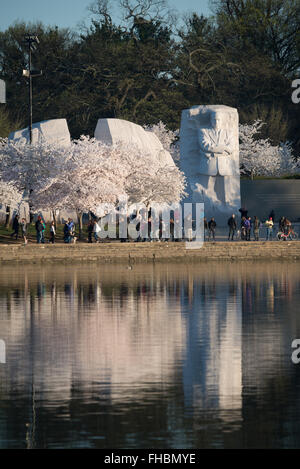 WASHINGTON DC, Vereinigte Staaten – die Kirschblüten in voller Blüte umgeben den Martin Luther King Jr. Gedenkstätte im Tidal Basin. Die legendäre Frühlingsschau fällt mit dem jährlichen Cherry Blossom Festival in Washington zusammen, das Tausende von Besuchern anzieht. Das hoch aufragende Denkmal ehrt Dr. Kings Vermächtnis als Anführer der amerikanischen Bürgerrechtsbewegung. Stockfoto