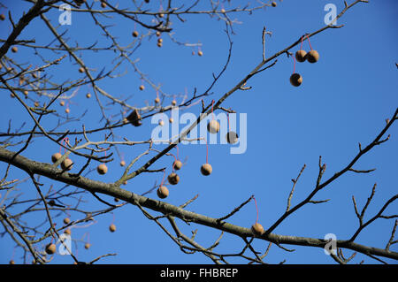 Davidia Involucrata, Taschentuchbaum, mit Früchten Stockfoto