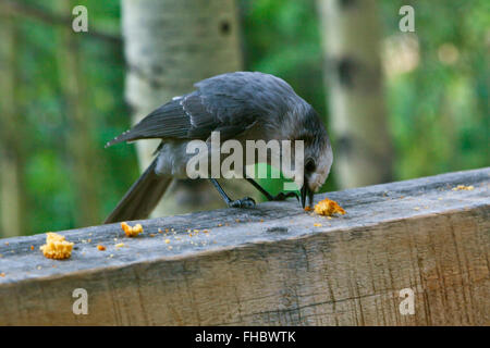 Ein grau-JAY (Perisoreus Canadensis) auf OLEO RANCH 10500 Füßen - südlichen COLORADO Stockfoto