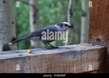 Ein grau-JAY (Perisoreus Canadensis) auf OLEO RANCH 10500 Füßen - südlichen COLORADO Stockfoto