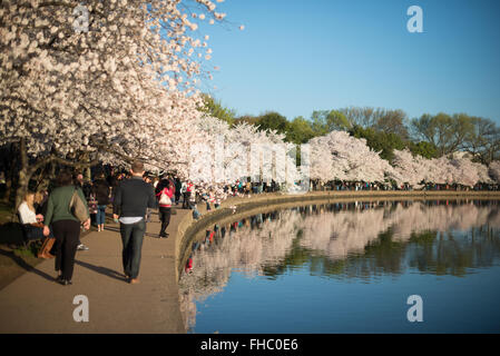 WASHINGTON DC, USA – Besucher spazieren unter den berühmten Kirschblüten in Washington DC. Stockfoto