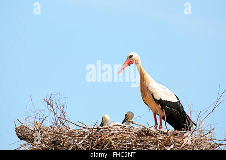 Weißstörche mit jungen Baby Storch auf dem Nest - Ciconia ciconia Stockfoto