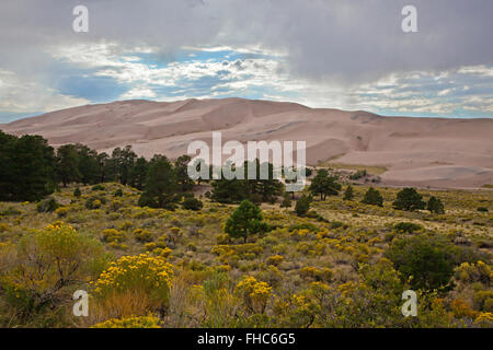 Rabbitbush und Pinon Kiefern am GREAT SAND DUNES NATIONAL PARK - COLORADO Stockfoto