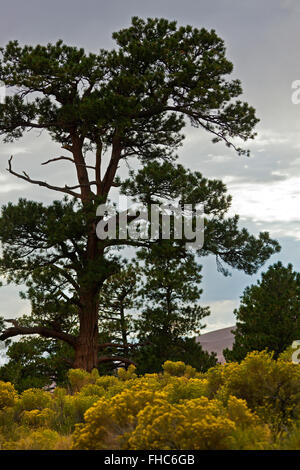 Rabbitbush und Pinon Kiefern am GREAT SAND DUNES NATIONAL PARK - COLORADO Stockfoto