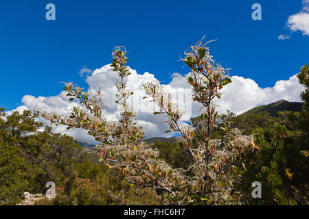 Berg-Mahagoni (Cercocarpus Montanus) Samen in den Rocky Mountains - COLORADO Stockfoto