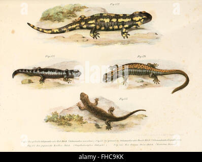 Bilder-Atlas Zur Wissenschaftlich-populC3A4ren Naturgeschichte der Wirbelthiere Stockfoto