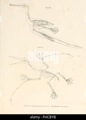 Bilder-Atlas Zur Wissenschaftlich-populC3A4ren Naturgeschichte der Wirbelthiere Stockfoto