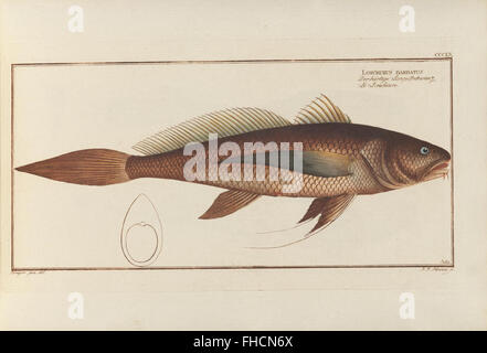 D. Marcus Elieser Bloch, ausC3BCbenden Arztes Zu Berlin... Oeconomische Naturgeschichte der Fische Deutschlands Stockfoto