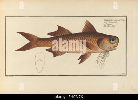 D. Marcus Elieser Bloch, ausC3BCbenden Arztes Zu Berlin... Oeconomische Naturgeschichte der Fische Deutschlands Stockfoto