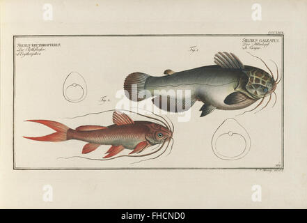 D. Marcus Elieser Bloch, ausC3BCbenden Arztes Zu Berlin... Oeconomische Naturgeschichte der Fische Deutschlands Stockfoto