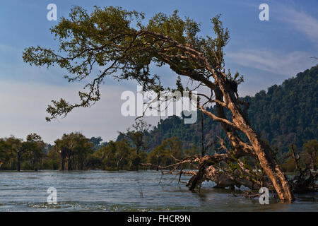 Kambodscha ist aus dem MEKONG-Fluss in 4 tausend Inseln (Si Phan Don) - Süd, LAOS gesehen. Stockfoto