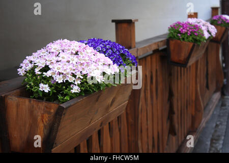 Farbenfrohe Aster Blumen in hölzernen Behältern Stockfoto