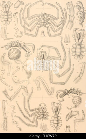 Höhle Norske Nordhavs-Expedition, 1876-1878 (1880-1901)