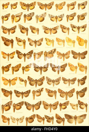 Sterben Sie Gross-Schmetterlinge der Erde - Eine Systematische Bearbeitung der Bis Jetzt Bekannten Gross-Schmetterlinge (1900)