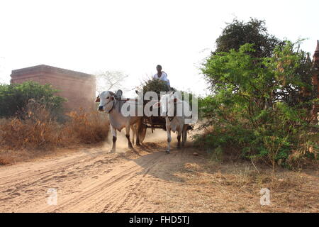 zwei weiße Ochsen ziehen Holzkarren mit Heu auf staubigen Straße bei Sonnenuntergang. Bagan, Myanmar Stockfoto