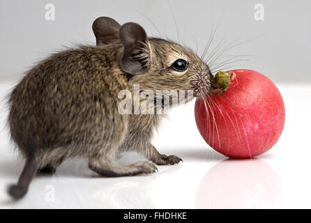 kleine Baby Degu mit Radieschen Stockfoto