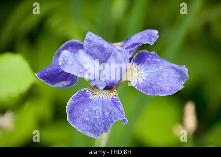 blaue Iris Blume Closeup mit Wasser fällt auf den Blütenblättern Stockfoto