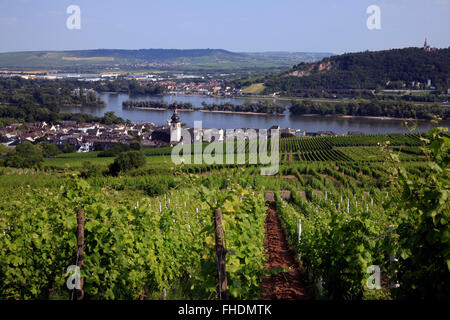 Weinberg und Rhein bei Rüdesheim, Deutschland Stockfoto