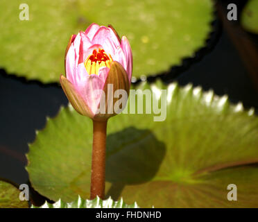 Nymphaea Pubescens, behaarte Seerose, Seerose, Seerosengewächse Wasserpflanze mit abgerundeten fein gezahnten Blättern, rosa Blume rosa Stockfoto