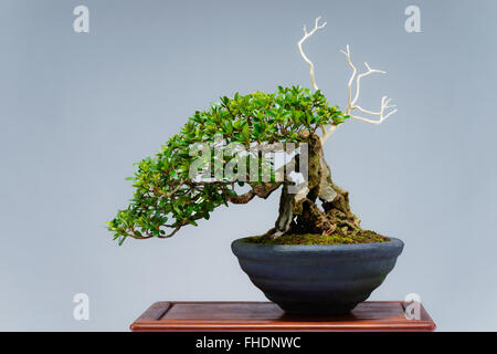 Bonsai Stockfoto