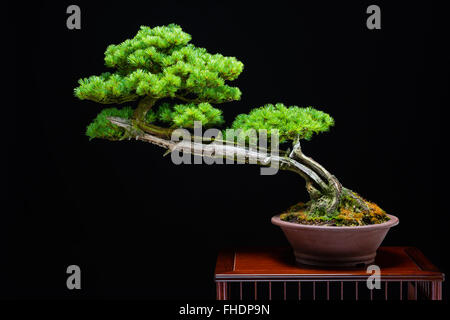 Bonsai Stockfoto