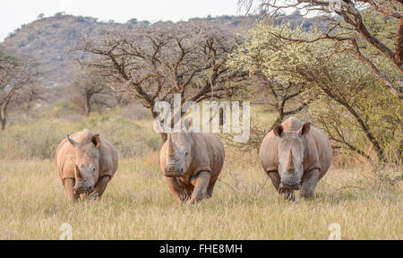 Drei weiße Rhinos stehen in der Savanne in Northern Cape, South Africa Stockfoto