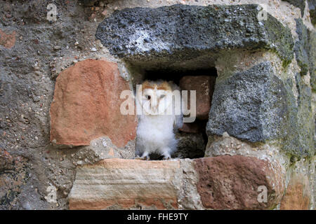 Schleiereule, jung, Pelm, Kasselburg, Eifel, Deutschland, Europa / (Tyto Alba) Stockfoto