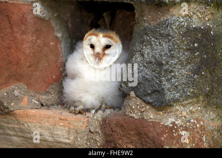 Schleiereule, jung, Pelm, Kasselburg, Eifel, Deutschland, Europa / (Tyto Alba) Stockfoto