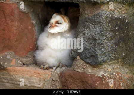 Schleiereule, jung, Pelm, Kasselburg, Eifel, Deutschland, Europa / (Tyto Alba) Stockfoto