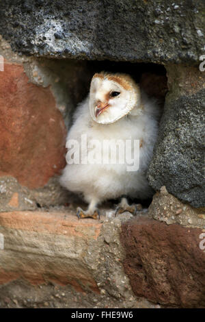 Schleiereule, jung, Pelm, Kasselburg, Eifel, Deutschland, Europa / (Tyto Alba) Stockfoto