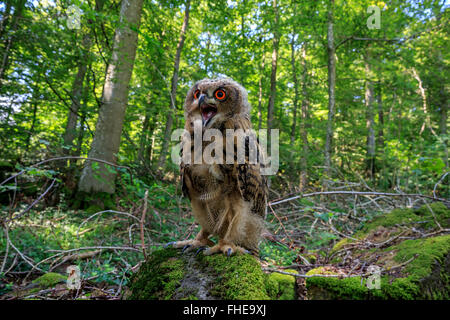 Uhu, Pelm, Kasselburg, Eifel, Deutschland, Europa / (Bubo Bubo) Stockfoto